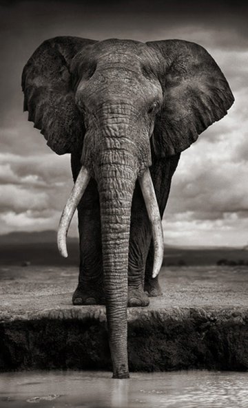 Nick Brandt : Living on Earth...