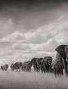 Nick Brandt