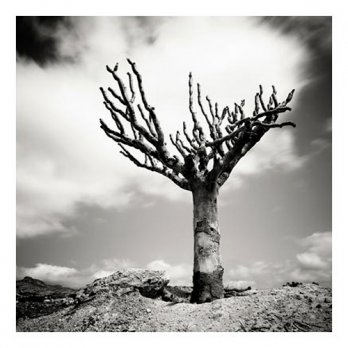 Dead Dragon's Blood Tree - Socotra