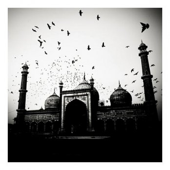 Mosque & Birds - India