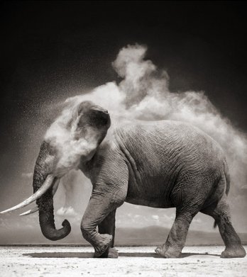Nick Brandt/Elephant With Exploding Dust
