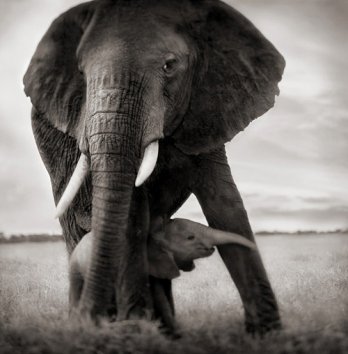 http://www.egodesign.ca/_files/articles/blocks/11122_elephant_mother__baby_holding_leg.jpg