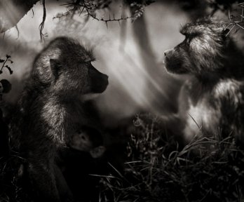 Nick Brandt/Baboons in Profile