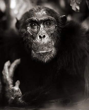 Nick Brandt/Chimp Portrait With Hand II