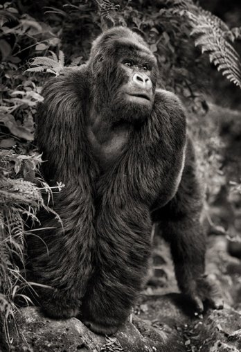 Nick Brandt/Gorilla On Rock