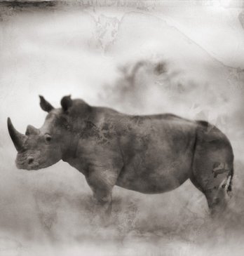 Nick Brandt/Rhino in Dust