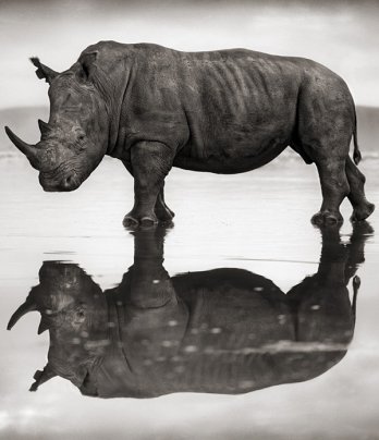 Nick Brandt/Rhino on Lake
