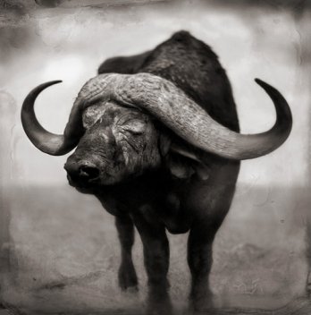 Nick Brandt/Buffalo Blind in One Eye Resting