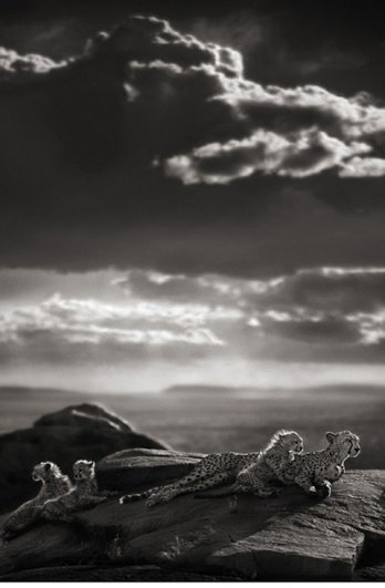 Nick Brandt/Cheetah & Cubs Lying on Rock