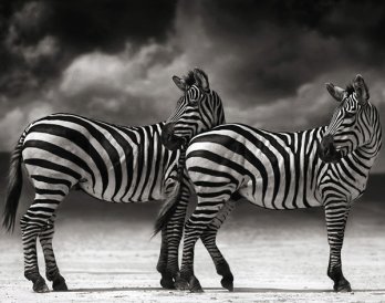 Nick Brandt/Zebras Turning Heads