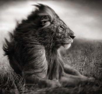 Nick Brandt/Lion Before Storm II- Sitting Profile