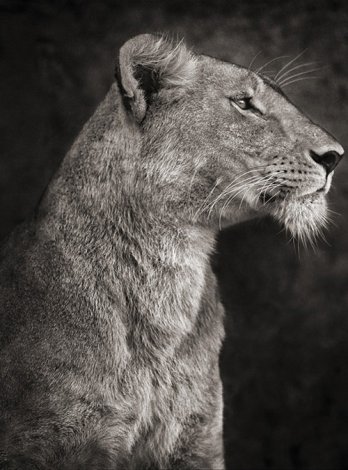 Nick Brandt/Lioness Against Rock.