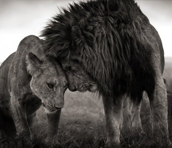 Nick Brandt/Lions Head to Head