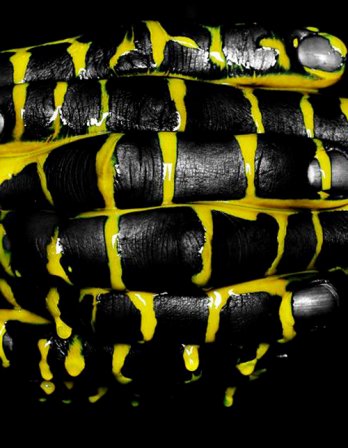 Howard Schatz/Howard Schatz_LLS #1032, 2004