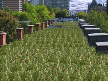 Green Architecture_Green Roofs_North America