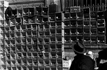 Tata Sam Bejan_Cages avec oiseaux chateurs