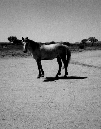 Patti Smith_Mon cheval Namibie, 2005_Fondation Cartier