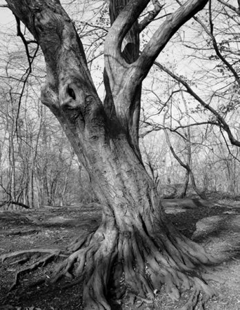 Geoffrey James/Central Park, Near the Lake, 2007