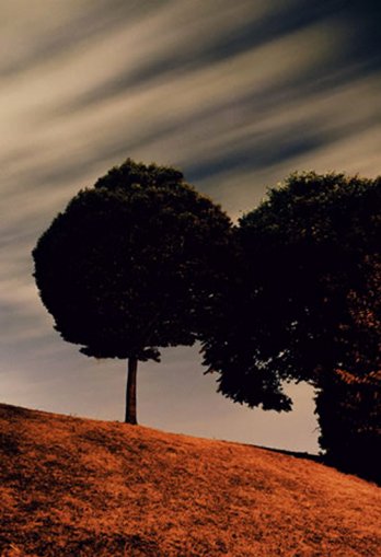 Chrsitophe Dugied_Trees, 2006